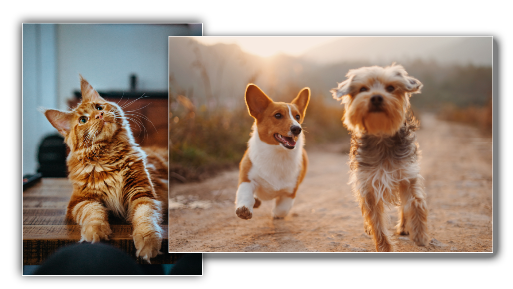 communication animale chat et chien juliana leggero