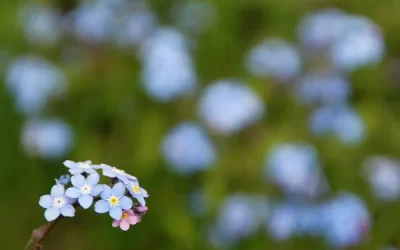« Comment les Mémoires Transgénérationnelles Façonnent notre Vie : Révélations sur l’Impact Caché de notre Héritage Familial »